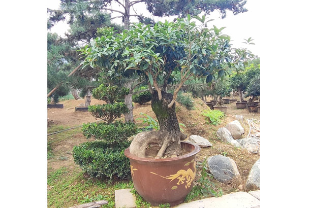 月香桂